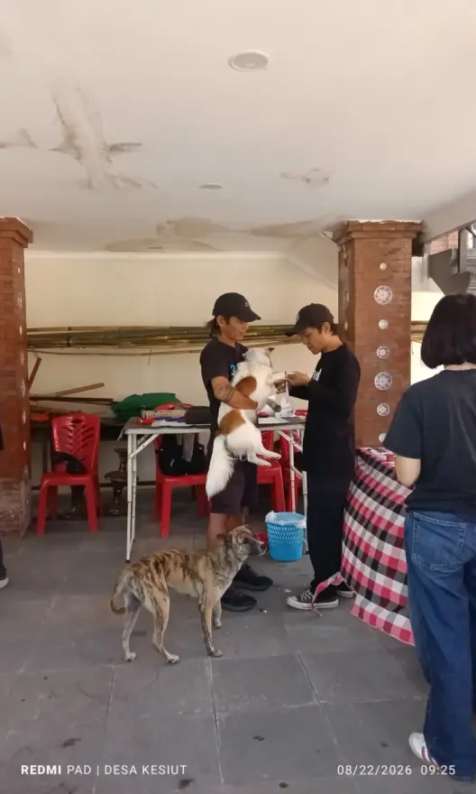 Kegiatan Sterilisasi Anjing dan Kucing di Desa Kesiut